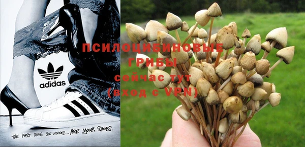 ПСИЛОЦИБИНОВЫЕ ГРИБЫ Алексин